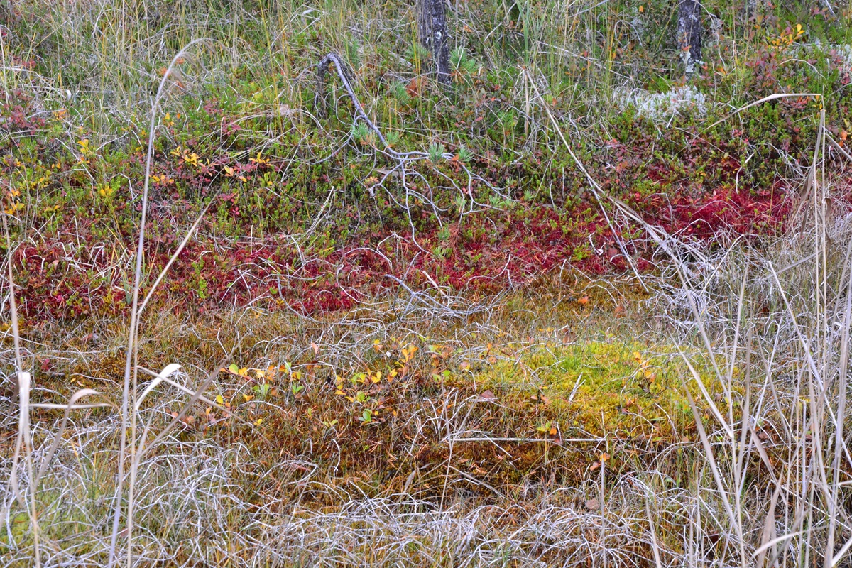 Herbstlicher Moorboden
